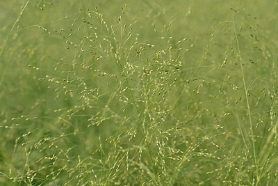 BUITEN BEELD Foto: 277837