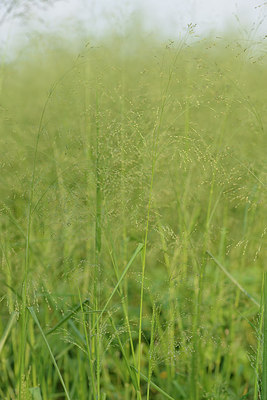 BUITEN BEELD Foto: 277838