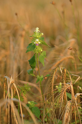 BUITEN BEELD Foto: 277843
