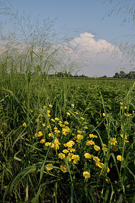 BUITEN BEELD Foto: 277850