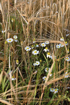 BUITEN BEELD Foto: 277851