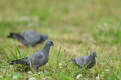 BUITEN BEELD Foto: 277854