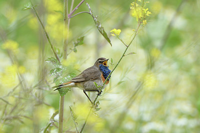 BUITEN BEELD Foto: 277858