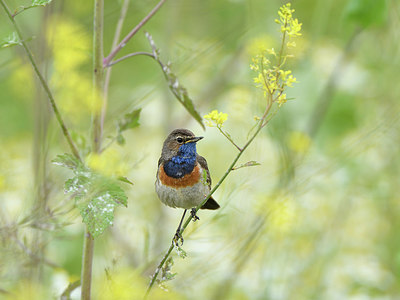 BUITEN BEELD Foto: 277859