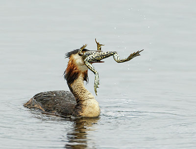 BUITEN BEELD Foto: 277864