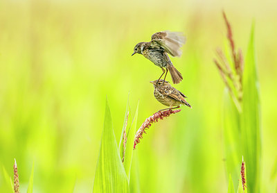 BUITEN BEELD Foto: 277868