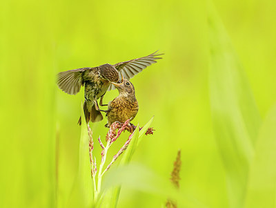 BUITEN BEELD Foto: 277875