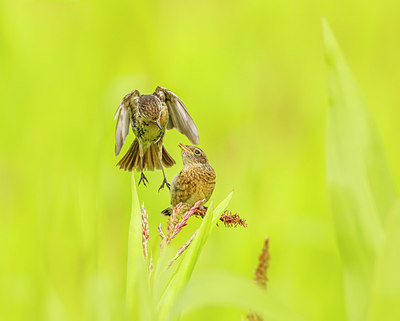 BUITEN BEELD Foto: 277876