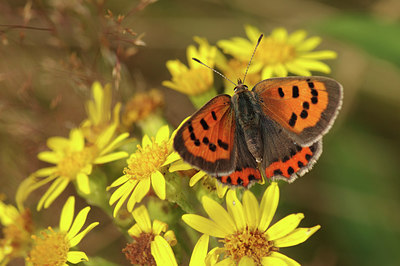 BUITEN BEELD Foto: 277889