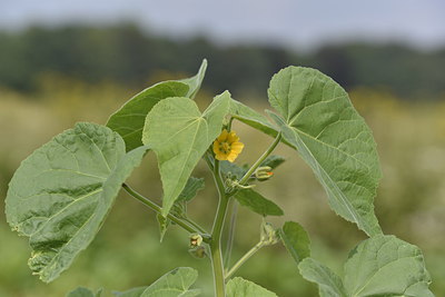BUITEN BEELD Foto: 277891
