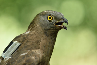 BUITEN BEELD Foto: 277893