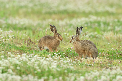 BUITEN BEELD Foto: 277907