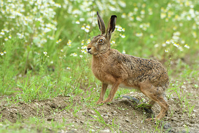 BUITEN BEELD Foto: 277913