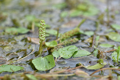 BUITEN BEELD Foto: 277923