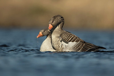 BUITEN BEELD Foto: 277933