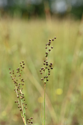 BUITEN BEELD Foto: 277936