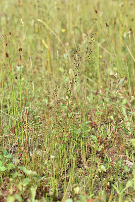 BUITEN BEELD Foto: 277937