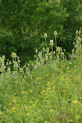 BUITEN BEELD Foto: 277957