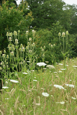 BUITEN BEELD Foto: 277960