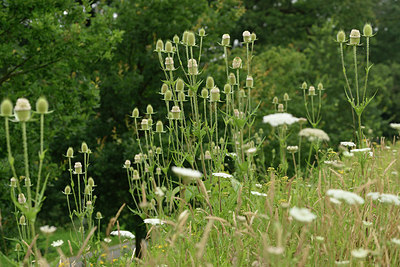 BUITEN BEELD Foto: 277961