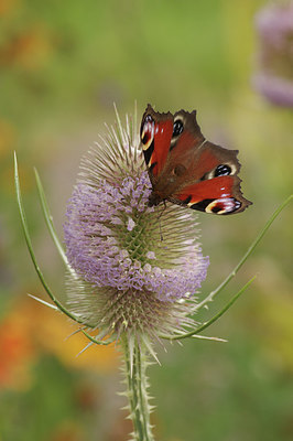 BUITEN BEELD Foto: 277975