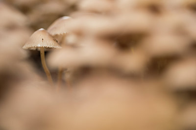 BUITEN BEELD Foto: 277982