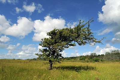 BUITEN BEELD Foto: 278002