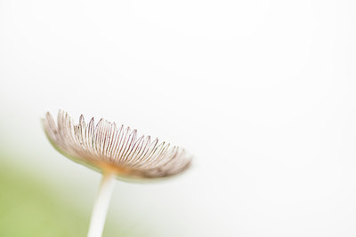BUITEN BEELD Foto: 278033