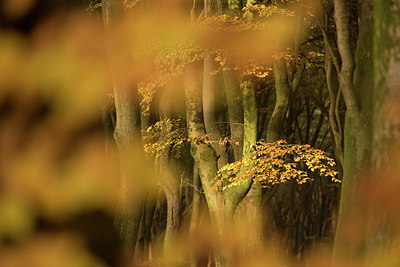 BUITEN BEELD Foto: 278039