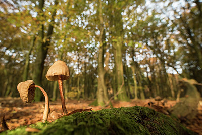 BUITEN BEELD Foto: 278042