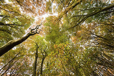 BUITEN BEELD Foto: 278043