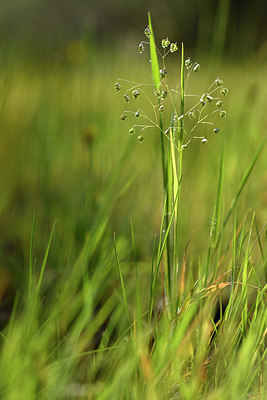 BUITEN BEELD Foto: 278050