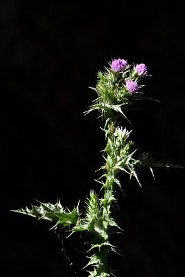 BUITEN BEELD Foto: 278053