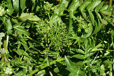 BUITEN BEELD Foto: 278054