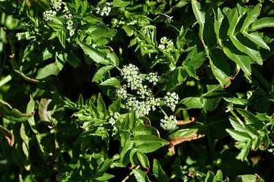 BUITEN BEELD Foto: 278055