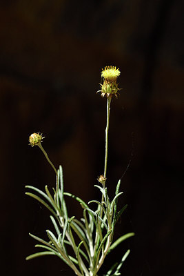 BUITEN BEELD Foto: 278057