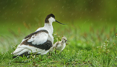 BUITEN BEELD Foto: 278077