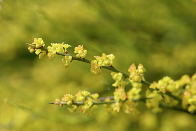 BUITEN BEELD Foto: 278093