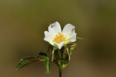 BUITEN BEELD Foto: 278097