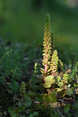 BUITEN BEELD Foto: 278104