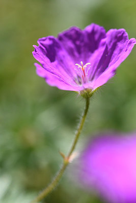 BUITEN BEELD Foto: 278112