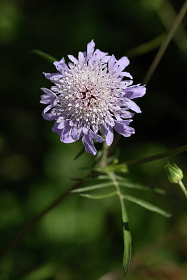 BUITEN BEELD Foto: 278117