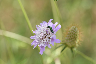 BUITEN BEELD Foto: 278118