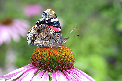 BUITEN BEELD Foto: 278128