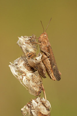 BUITEN BEELD Foto: 278179
