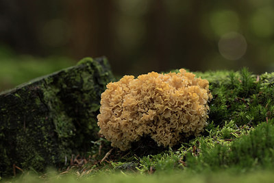 BUITEN BEELD Foto: 278183