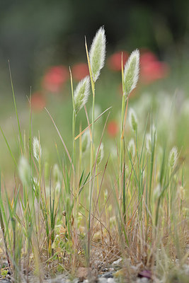 BUITEN BEELD Foto: 278189