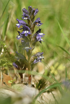 BUITEN BEELD Foto: 278204