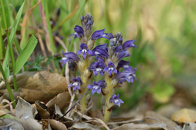 BUITEN BEELD Foto: 278205