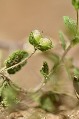 BUITEN BEELD Foto: 278214